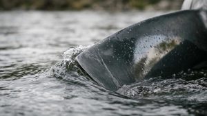 Russian engineers design mobile damless hydropower unit for remote areas